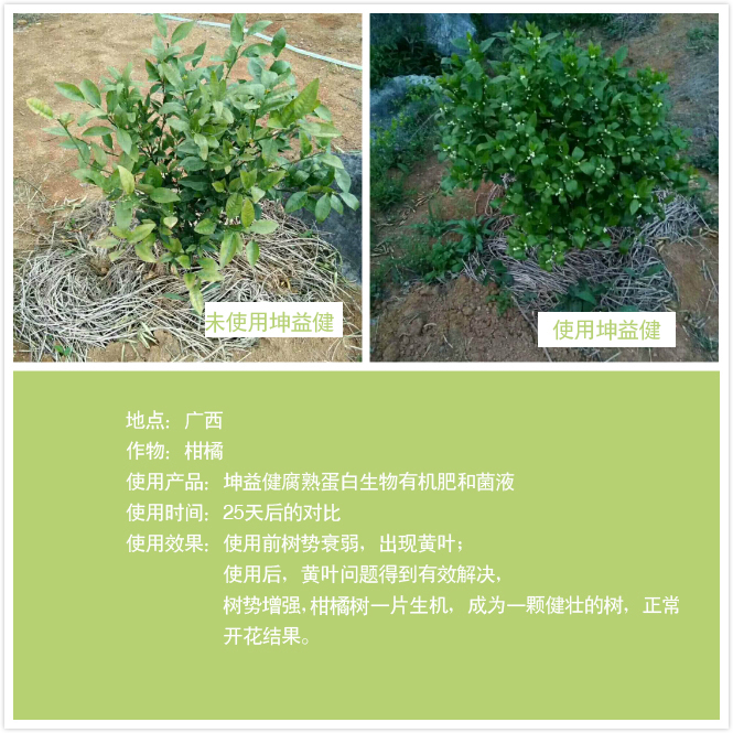 柑橘樹(shù).jpg