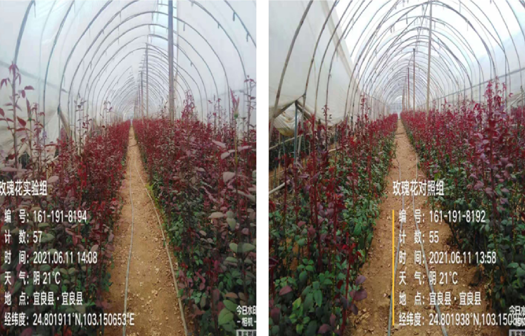 10整體實(shí)驗(yàn)對照-01.jpg